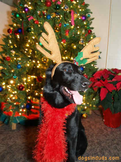 Christmas dog costume antlers