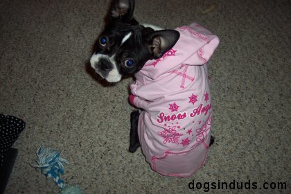cute boston terrier Boston Terrier Pics