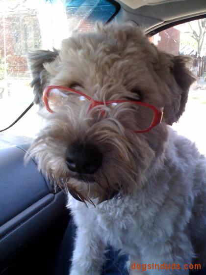 dog wearing glasses