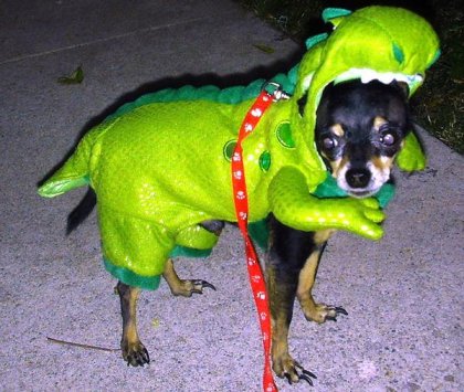 godzilla pet shop