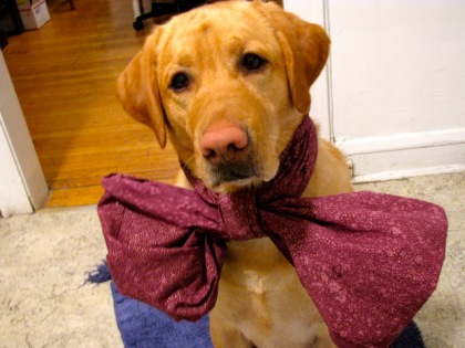 This dogs name is Bowden