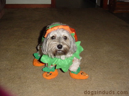 yorkie poo costumes terrier dogs in duds for dogs who like to dress up yorkie poo costumes terrier dogs in duds for dogs who like to dress up