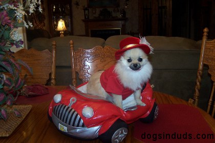 pomeranian, funny, pimp hat, car, dog car, car bed