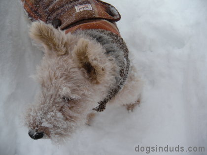 welsh terrier jacket