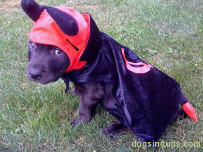 Pitbull rottweiler mix puppy pitbull golden retriever mix puppies. Pitbull rottweiler mix puppy