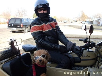 yorkie poodle yorkie-poo