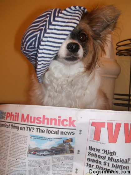 Cute Papillion Costume