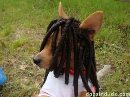 dog wearing a wig