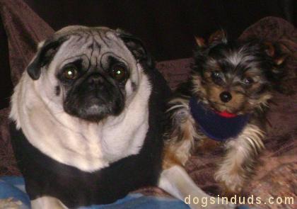 chihuahua pug yorkie mix pug yorkie mix image search results chihuahua pug yorkie mix pug yorkie mix image search results