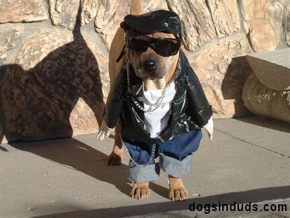 dog, leather jacket, hat, funny, police costume