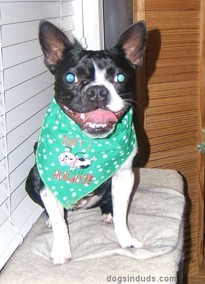 Boston Terrier Christmas Bib Dog