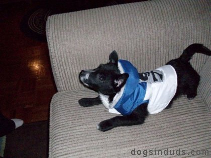 blue dog jacket