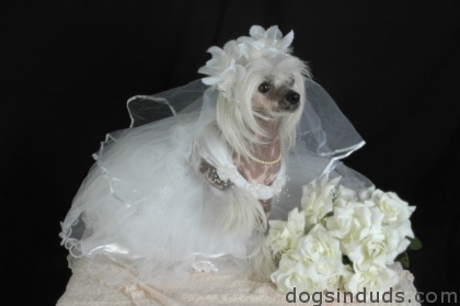 Dog Bride Dog Bride