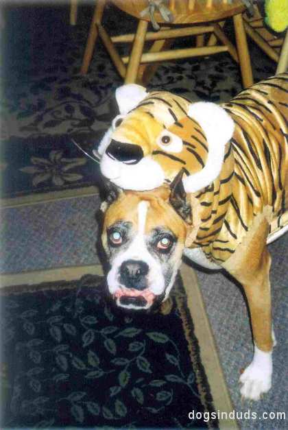 Tyger Dog Costume Boxer Halloween Costume