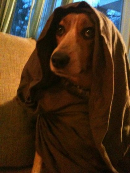 The paws are strong with this one