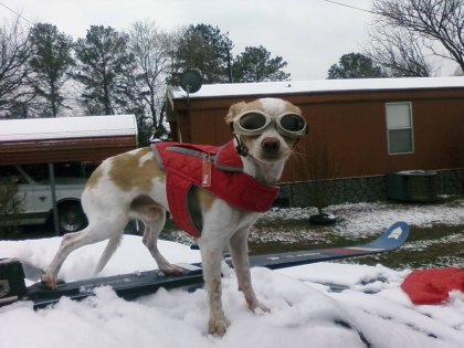 Looking for snow bunnies to rescue