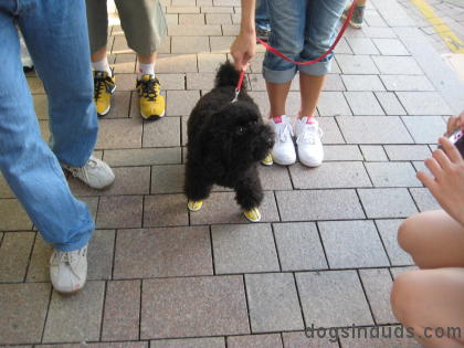 dog wearing shoes dog wearing shoes