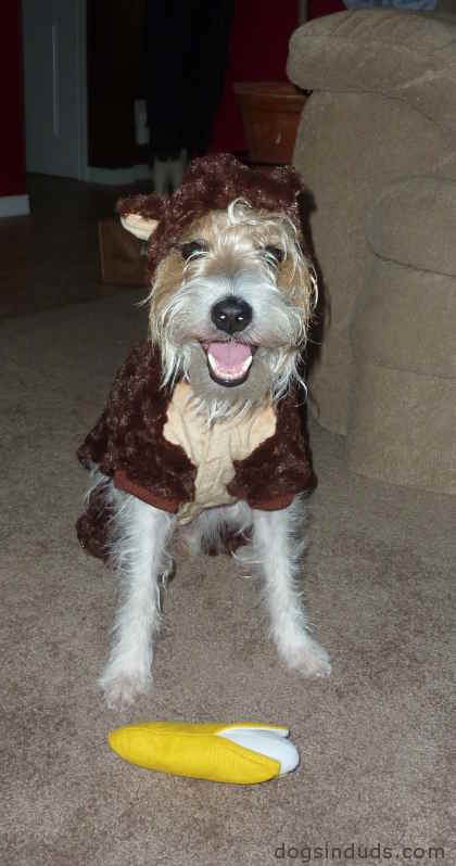 Long Haired Dogs In Duds