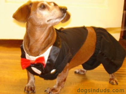 Daschund tuxedo Daschound costume