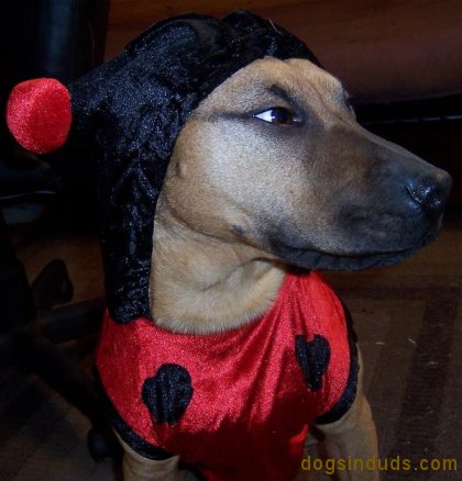 dog halloween costume ladybug dog costume