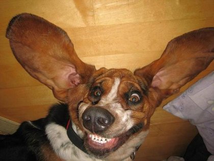 Basset Hounds Funny