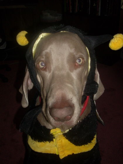 pollenation dog