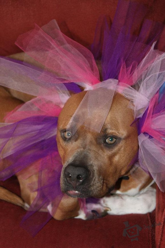 flower costume, dog costume, dog tutu, funny dog, pit bull