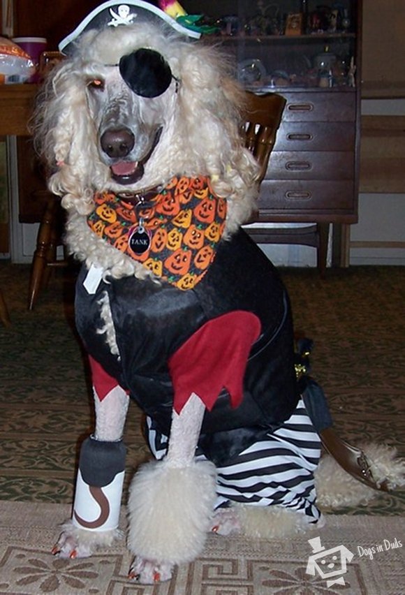 pirate costume, dog costume