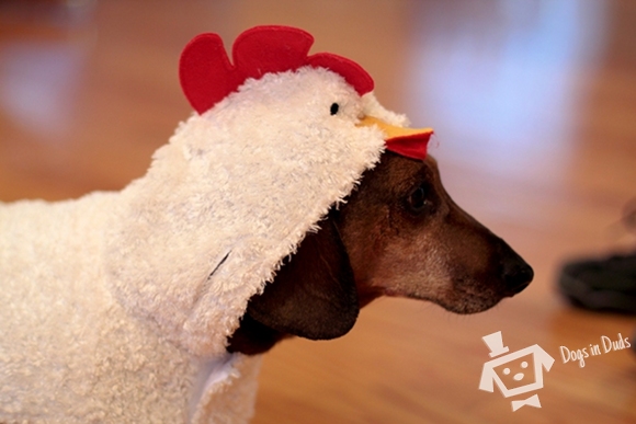 Chicken costume