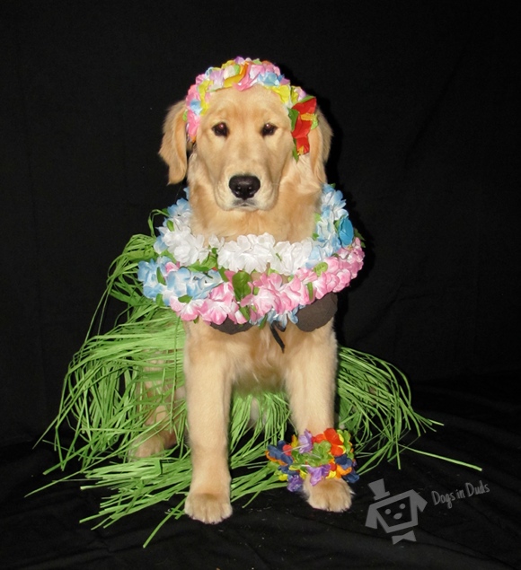 hula dancing dog, dog hula costume, hawaii dance, hula dancer, hawian dog costume, funny pictures, golden retreiver