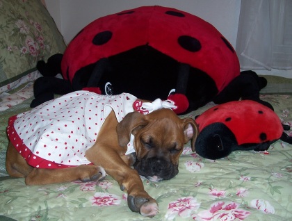 lady bug
