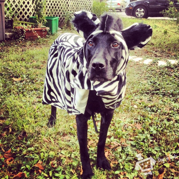 zebra dog costume