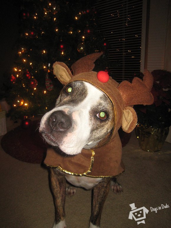 reindeer dog costume