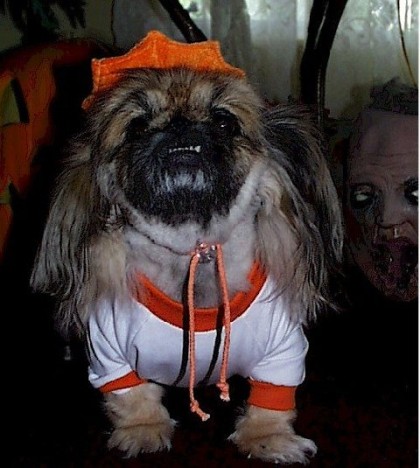 alfee is ready for halloween