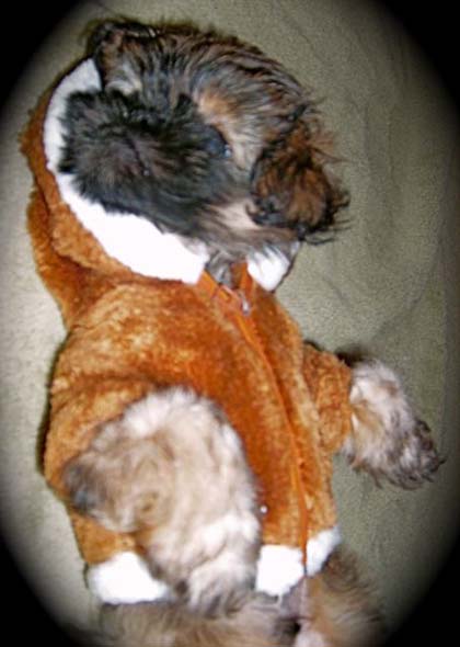 peek a poo dog