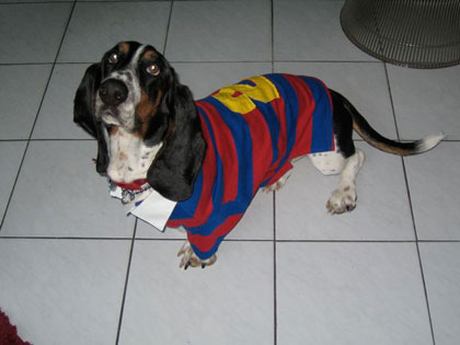 bailey in a rugby jersey