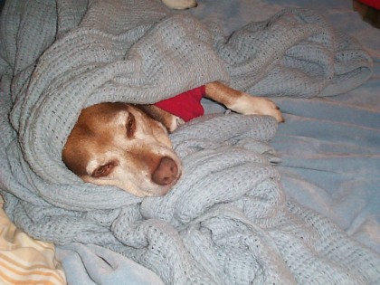 barry taking a nap