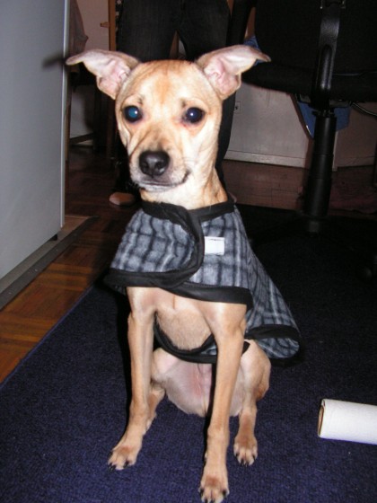 Italian+greyhound+chihuahua