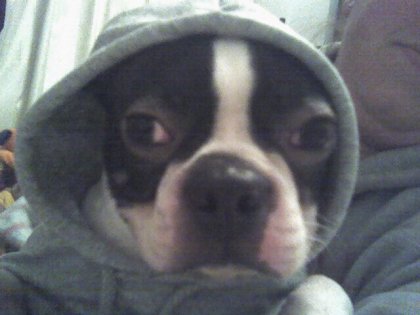 baxter in a hoodie