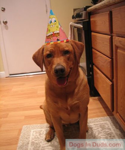 Doggy birthday