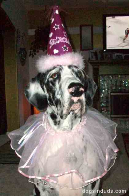 Class Clown clown dog great dane clothes great dane dressed up great dane dog costume