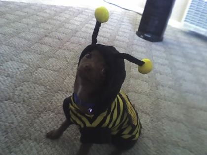bee nice