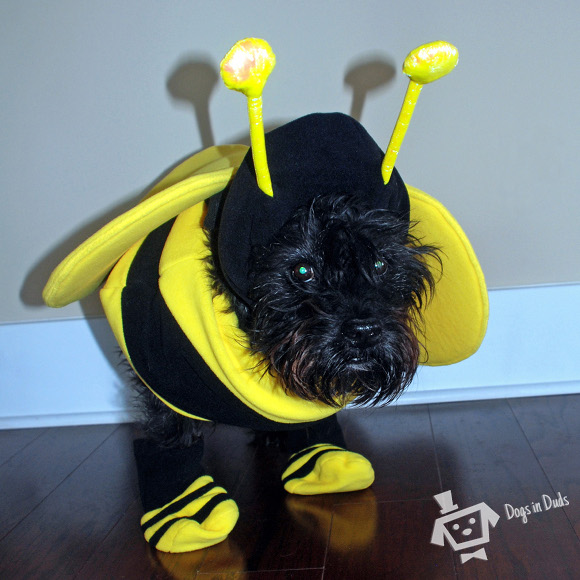 bee dog costume, halloween, dog, costume, bee