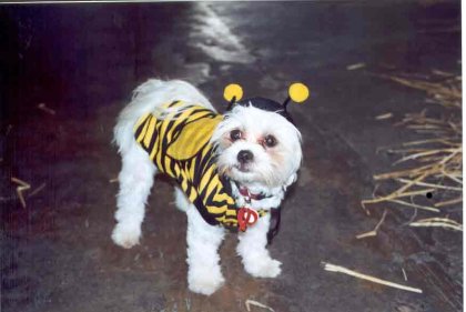 bee careful
