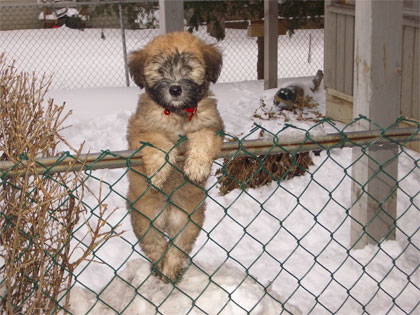 Funny Pictures Bulldogs on Wheaten Terrier   Dogs In Duds For Dogs Who Like To Dress Up