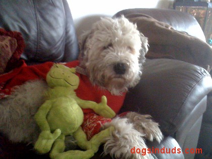 wheaten terrier 