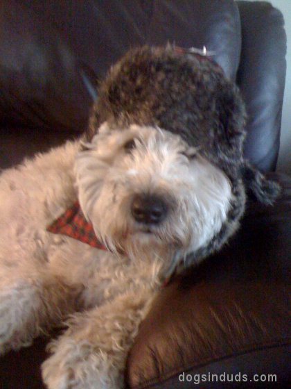Wheaten Terrier, wheaton terrier, dog hat, dog wearing hat hat for dog funny dog dressed up wheaton terrier wearing clothes 