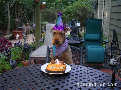 dog birthday cake candles aridale terrier
