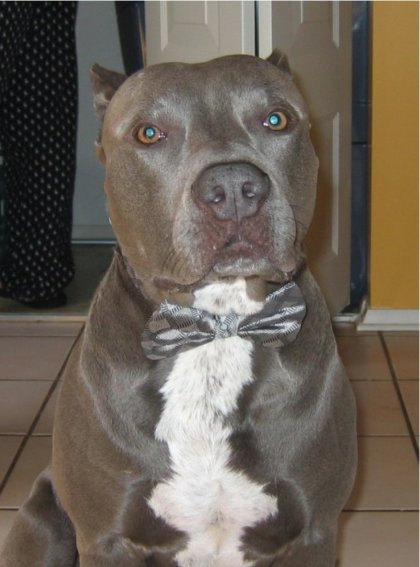 blue in his tux