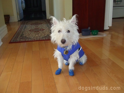 westie, west highland terrier, so cute omg super cute!, cute white dogs, dog shoes